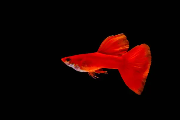 Photo of Albino Full Red Guppy Species. Beautiful movement and colorful of guppy fish for aquatic organism or pet animal.