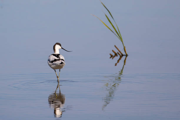 Avocet walking in the water Avocet bird walking in the calm water of a lagoon. ornithology stock pictures, royalty-free photos & images