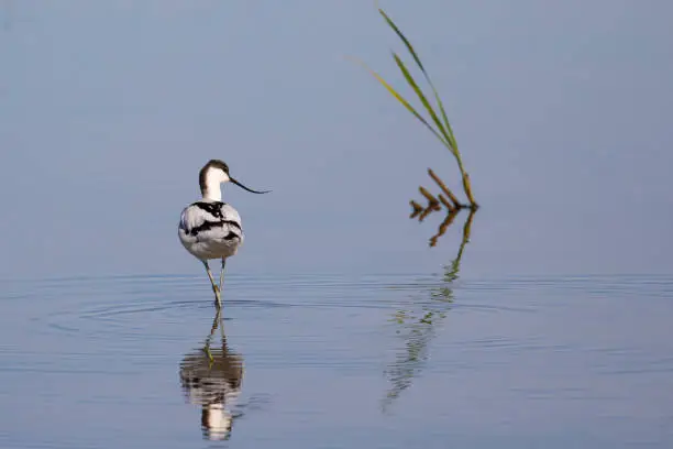 Avocet bird walking in the calm water of a lagoon.