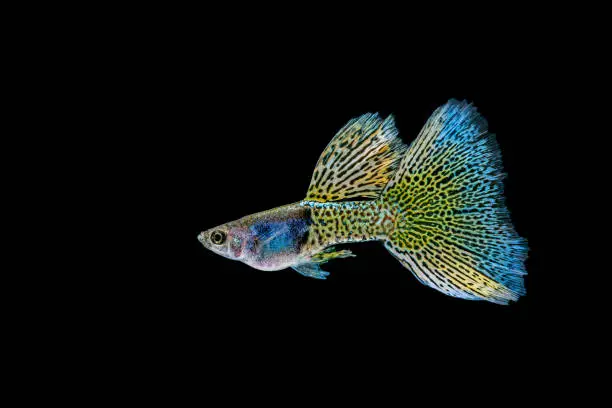Metal Blue Lace Guppy Species. Beautiful movement and colorful of guppy fish for aquatic organism or pet animal. Capture the moving moment of beauty in nature guppy fish isolated on black background.