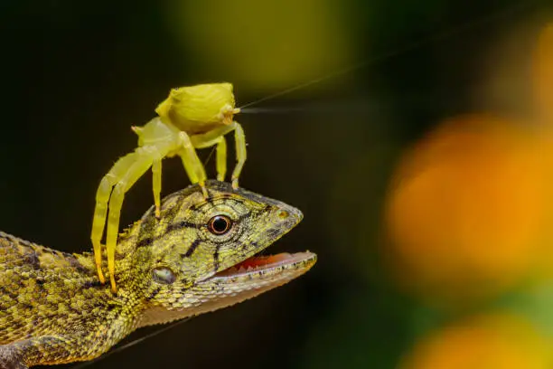 Photo of Close up of beautiful Yellow Spider and web jumping perched on head of Wild Chameleon. Concept of cuteness and life of animal wildlife.