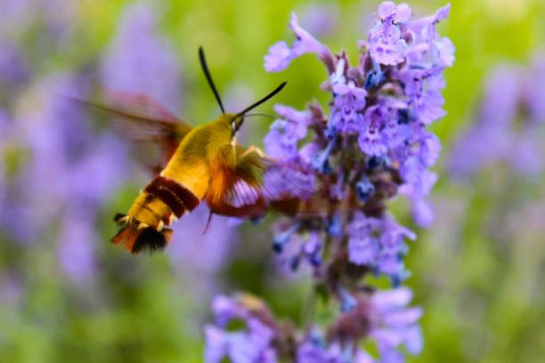 the Hummingbird Moth has a proboscis that reaches deep into flowers. It drinks the nectar of many kinds of blossoms and helps pollinate them as it wanders between plants. The moth is also a quiet flyer whereas a true hummingbird creates a low buzz when it flies. The wings of the Hummingbird Moth are mostly transparent with dark borders.  The head area is a yellow-green and the lower part of the body is brown with a broad yellow band near the end of the abdomen.