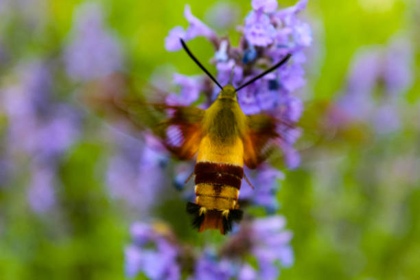 the Hummingbird Moth has a proboscis that reaches deep into flowers. It drinks the nectar of many kinds of blossoms and helps pollinate them as it wanders between plants. The moth is also a quiet flyer whereas a true hummingbird creates a low buzz when it flies. The wings of the Hummingbird Moth are mostly transparent with dark borders. The head area is a yellow-green and the lower part of the body is brown with a broad yellow band near the end of the abdomen. This moth was in Custer state park in South Dakota