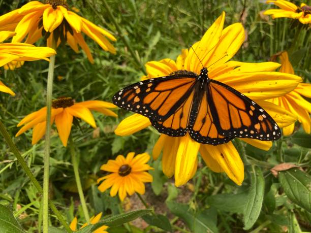 istock Monarch butterfly on flowers 1329108892