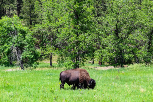 istock A lone bison in Custer park South Dakota 1329111392