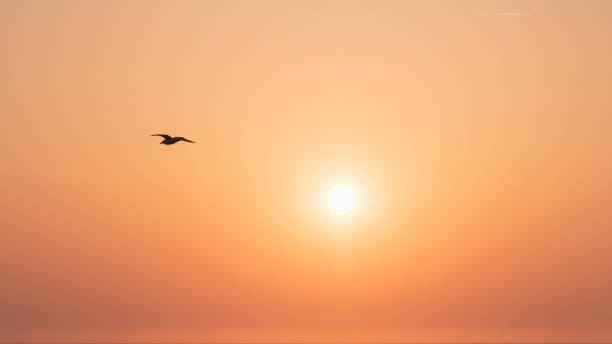 istock Sunset on Deauville beach 1329112199