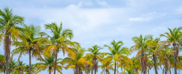 Beautiful palm trees against sky. stock photo