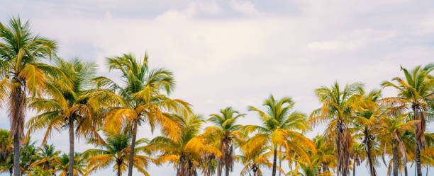 istock Vintage tropical trees against sky. 1329112452
