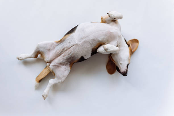 istock Dog beagle lying on it's back fully relaxed. Beagle on white background. 1329112552