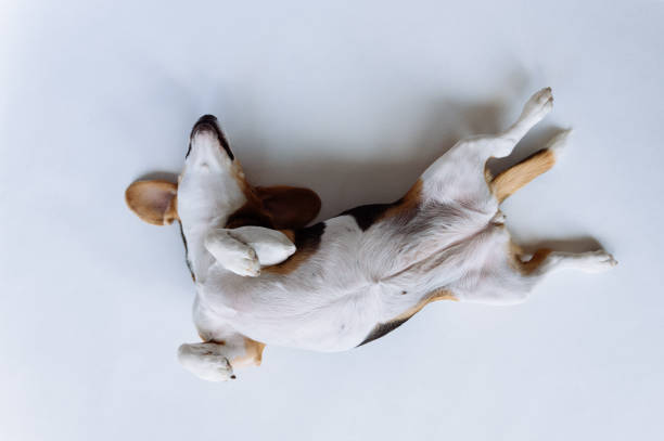 istock Dog beagle lying on it's back fully relaxed. Beagle on white background. 1329112571