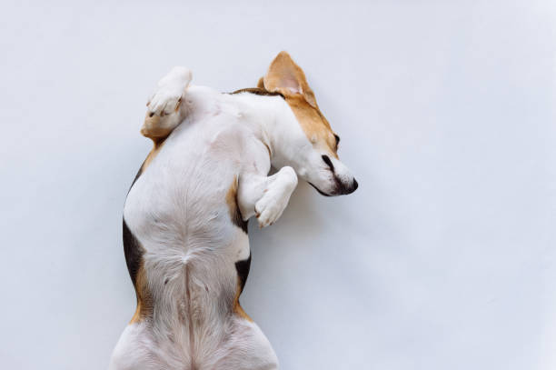 istock Dog beagle lying on it's back fully relaxed. Beagle on white background. 1329112575
