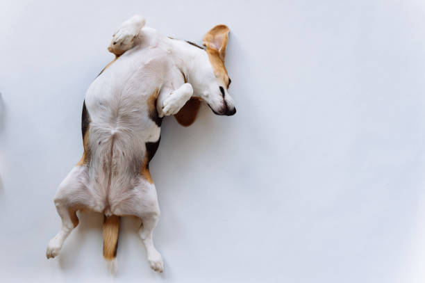 istock Dog beagle lying on it's back fully relaxed. Beagle on white background. 1329112590