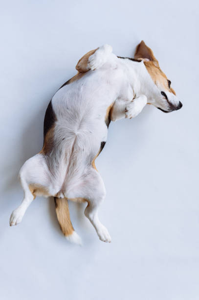 istock Dog beagle lying on it's back fully relaxed. Beagle on white background. 1329112593