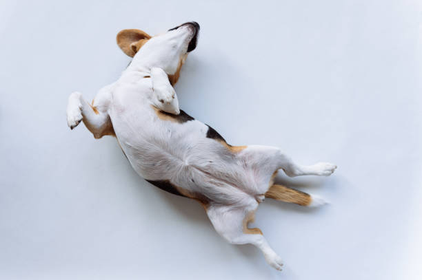 istock Dog beagle lying on it's back fully relaxed. Beagle on white background. 1329112597