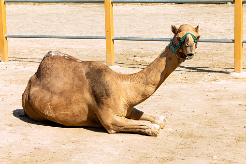 A domestic one-humped camel resting on the ground at the farm. The dromedary has a green harness on its head.