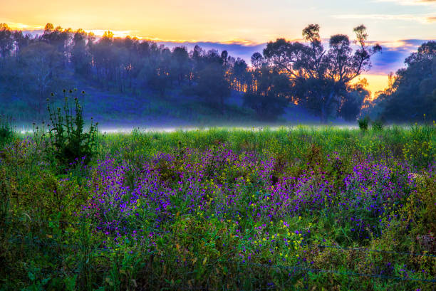 istock DUbbo Wildflowers field rise 1329114075