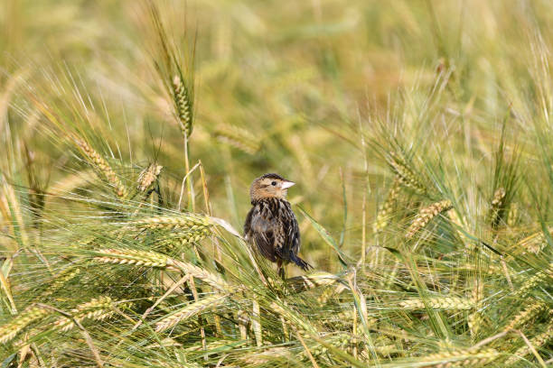 Female Bobolink bird A camouflaged female bobolink bird sits perched in an agricultural field bobolink stock pictures, royalty-free photos & images