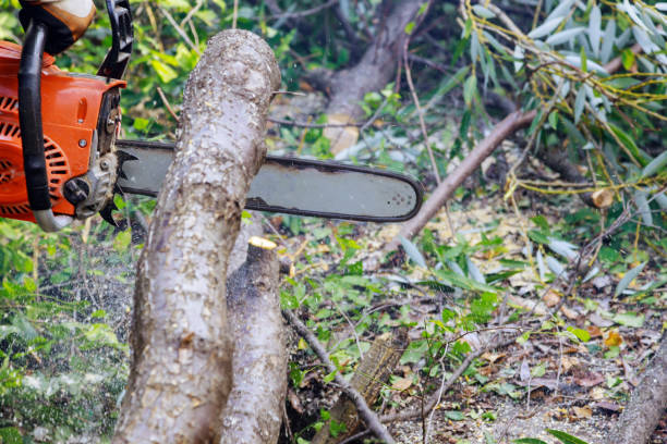istock Sawing tree with a chainsaw broken the trunk tree after a hurricane 1329118684