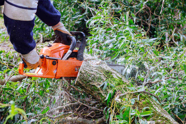 istock Tree felling with a large chainsaw cutting into tree trunk motion blur sawdust and chippings an uprooted broken tree, torn by the wind during a violent storm 1329118690