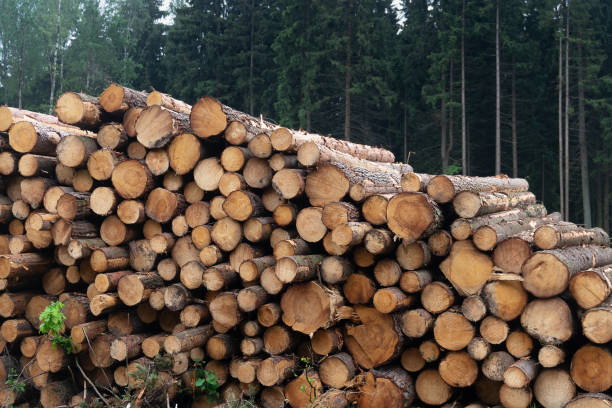 istock Freshly cut logs are piled up near a forest in the summer. 1329118819