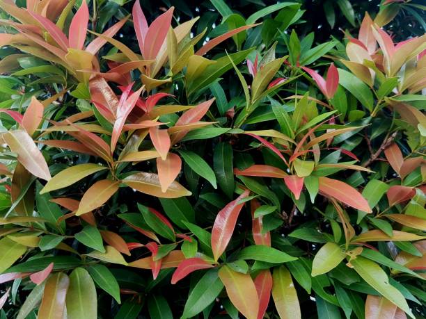 아름다운 photinia 글래브라 잎 에 이 정원 - glabra 뉴스 사진 이미지