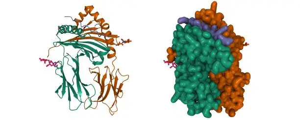 HLA class II histocompatibility antigen, DR α chain (green), HLA class II histocompatibility antigen, DRB1-4 β chain (brown), vimentin (violet), glucopyranose (ball-and-stick) are shown. 3D cartoon and Gaussian surface models, chain id color scheme, based on PDB 4mdj, white background.