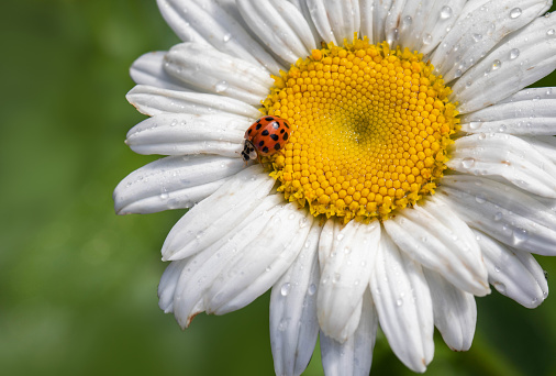 An Asian Lady Beetle on a Shasta daisy flower.