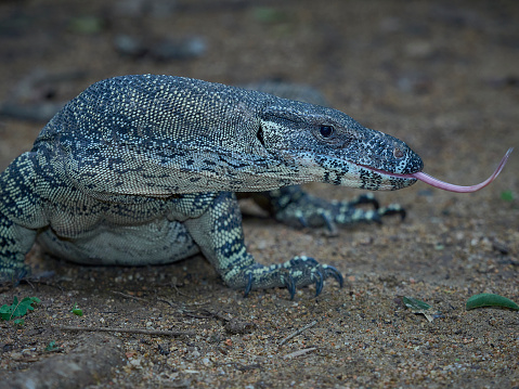 Large Goanna a head shot side on.  The pink tongue can be seen flicking out.  The head is sharp but the rest of the body is hidden and blurred.  The monitor is on a natural soil base.