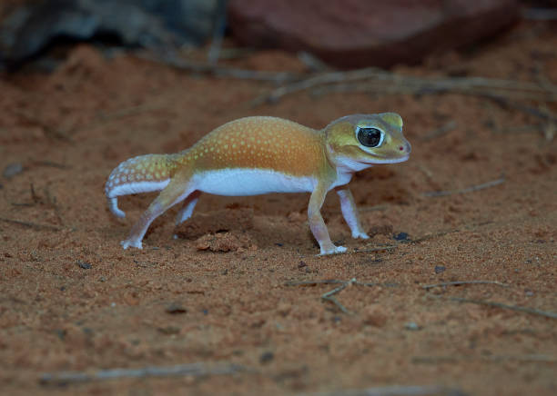 istock Knob tailed Gecko, orange in colour and standing on sand. 1329126626