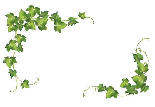 illustrations, cliparts, dessins animés et icônes de aquarelle hedera helix feuilles - ivy