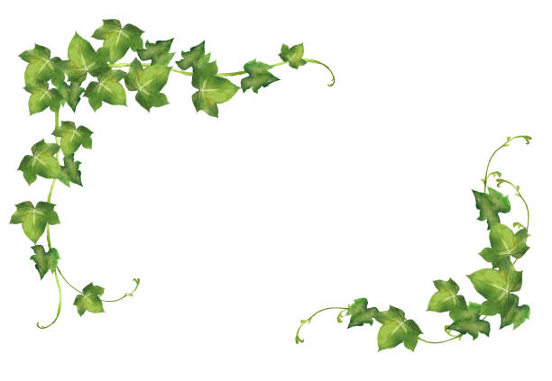 Watercolor Hedera helix leaves watercolor painting watercolor ivy stock illustrations