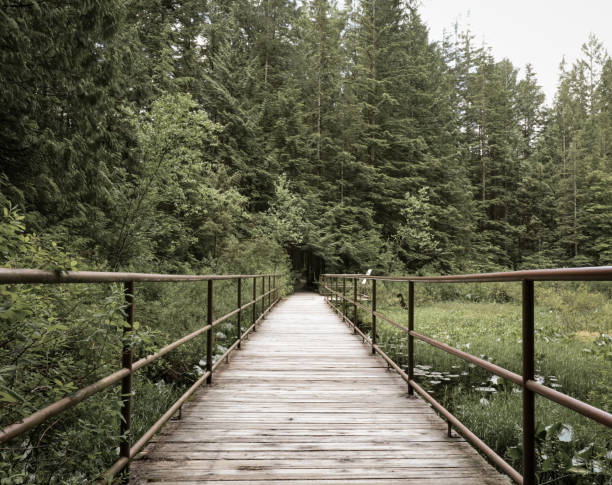 istock Trails at Golden Ears 1329132121