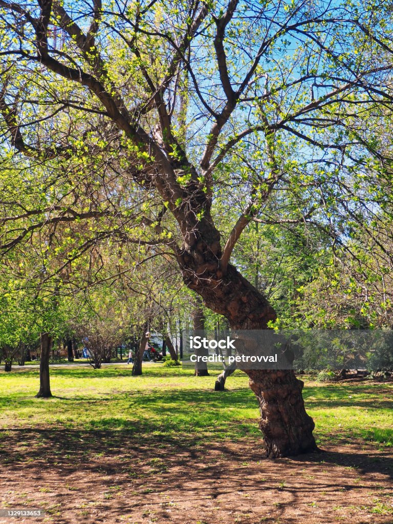Old Tree With A Bumpy Uneven Trunk Stock Photo - Download Image Now ...