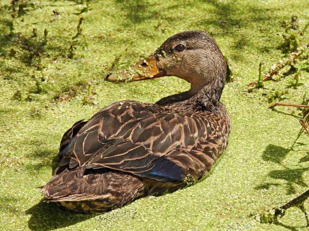 mottled duck (anas fulvigula) - with duckweed on its beak in the wetlands - gevlekte eend stockfoto's en -beelden