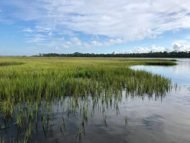 istock High Tide on the ICW 1329135177