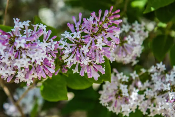 Photo of Close up of Lilac blossoms