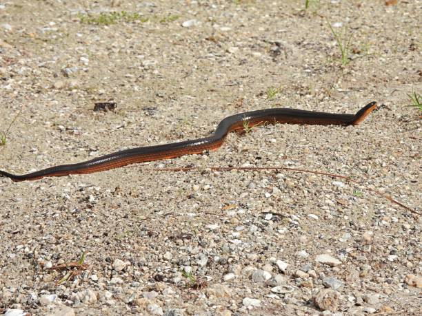 istock Black Swamp Snake (Seminatrix pygaea) moving on the sand 1329136283