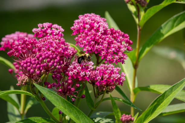 yellow bumblebee feeding on a pink swamp milkweed flower - bestuiving fotos stockfoto's en -beelden