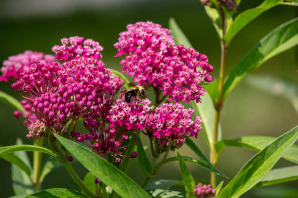 Yellow bumblebee feeding on a pink swamp milkweed flower This image shows an abstract macro view of a pollinating bumblebee feeding on the flower blossoms of an attractive rosy pink swamp milkweed plant (asclepias incarnata), with defocused background. pollination photos stock pictures, royalty-free photos & images