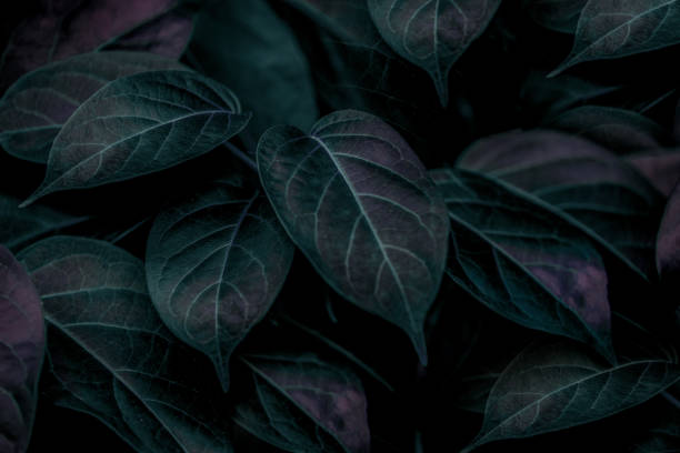 istock tropical leaves, abstract green leaves texture, nature background 1329139401