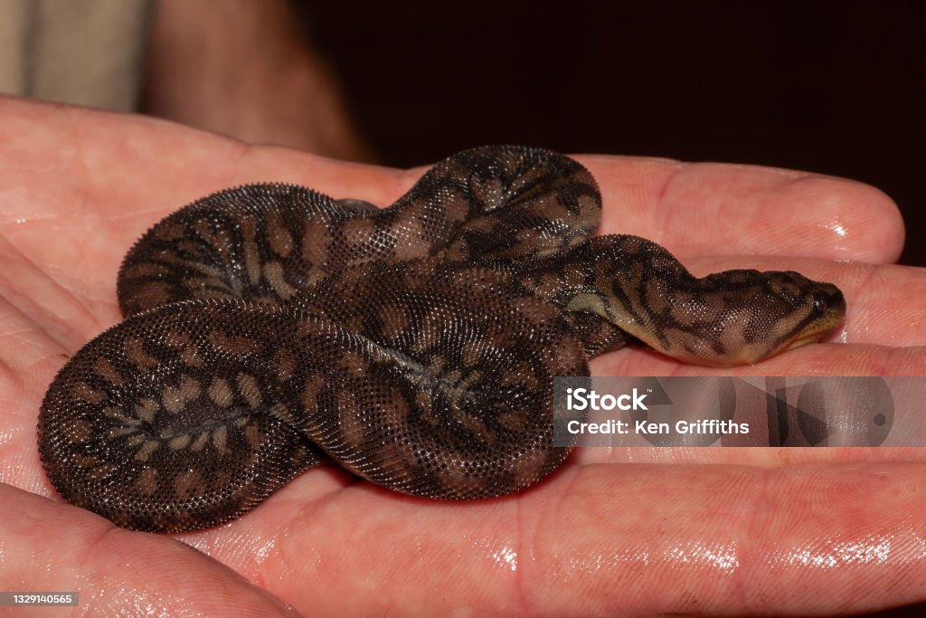Arafura File Snake Juvenile Australian Arafura File Snake from Northern Australia Animal Wildlife Stock Photo