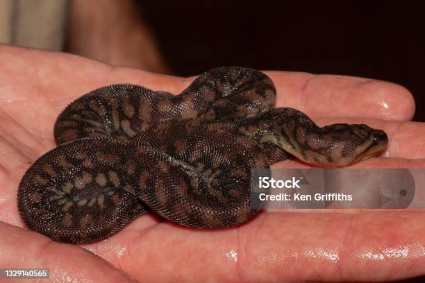 Arafura File Snake Stock Photo - Download Image Now - Animal Wildlife, Australia, Color Image