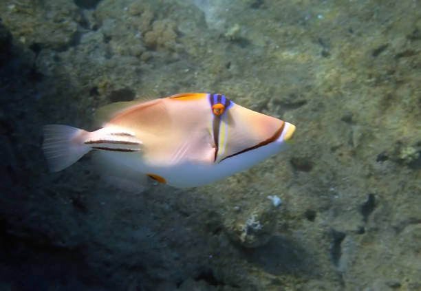 istock Exotic coral trigger-fish, scientific name is Rhinecanthus assas, 1329142368