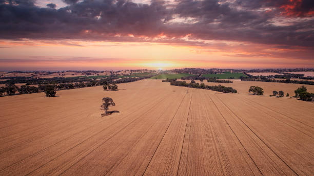 Wheat Fields in Central Victoria Aerial view of wheat crops outside of Bendigo Victoria bendigo photos stock pictures, royalty-free photos & images