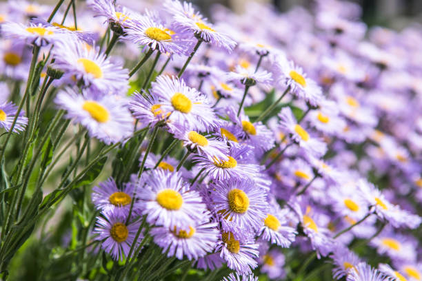 istock Purple Daisy sunrise flower Nature background. Chamomile spring meadow 1329143191