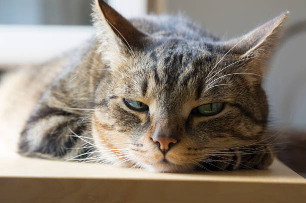 진지한 표정으로 나무 테이블에 누워 있는 톰캣, 눈 접촉 - sadness domestic cat black pensive 뉴스 사진 이미지