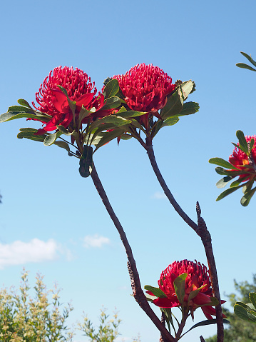 Waratah flowering