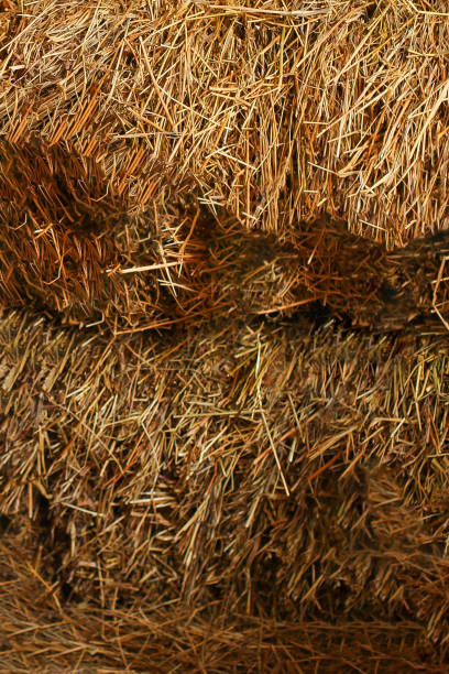 istock natural background, stack of dry hay and straw 1329146676