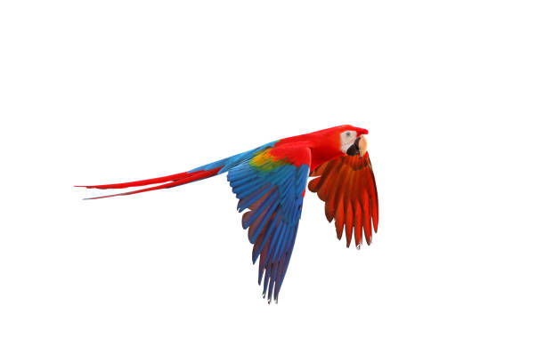 Parrot Colorful macaw parrot flying isolated on white background. scarlet macaw stock pictures, royalty-free photos & images