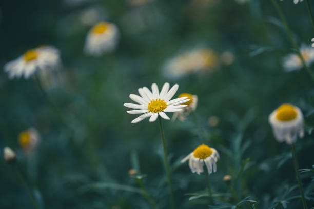 istock Daisy wildflower close-up on green background 1329148458